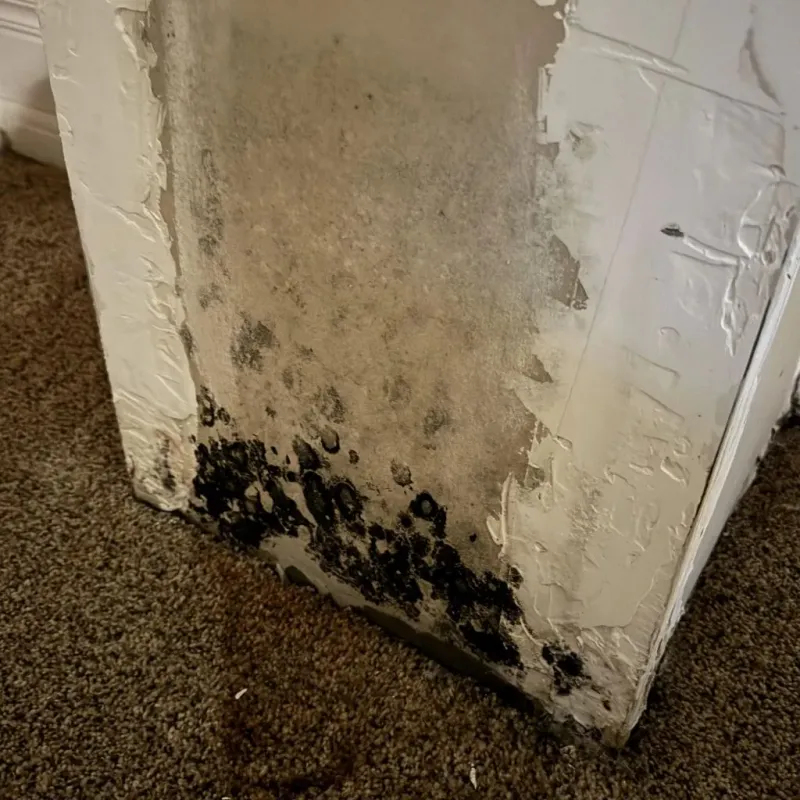 Professional Mold Removal in Bogalusa, LA